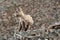 Big Horn Sheep Yearling on Mountain