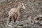 Big Horn Sheep Yearling on Mountain