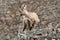 Big Horn Sheep Yearling on Mountain