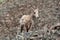 Big Horn Sheep Yearling on Mountain