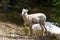 Big Horn Sheep Yearling on Mountain