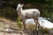 Big Horn Sheep Yearling on Mountain