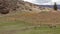 Big Horned Mountain Sheep in a field