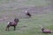 Big Horned Mountain Sheep in a field