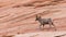 Big horned ram walking across red sandstone slope