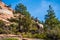 Big horned sheep in the Zion National Park forest and mountains landscape.