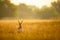 Big horned wild male blackbuck or antilope cervicapra or Indian antelope in early morning golden hour light at grass field