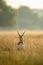 Big horned wild male blackbuck or antilope cervicapra or Indian antelope in early morning golden hour light at grass field