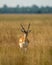 Big horned wild male blackbuck or antilope cervicapra or Indian antelope head on walking in winter evening golden hour light and