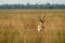 Big horned wild male blackbuck or antilope cervicapra or Indian antelope head on walking in winter evening golden hour light and