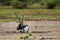 Big horned wild male blackbuck or antilope cervicapra or Indian antelope sitting in velavadar blackbuck national park gujrat india