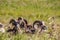 Big horns relaxing in a meadow, Sheep River Provincial Park, Alberta, Canada