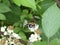 Big hoverfly white blossom of a blackberry bush