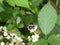 Big hoverfly white blossom of a blackberry bush