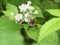 Big hoverfly white blossom of a blackberry bush