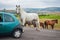 Big and huge beautiful white horse versus car on mountain