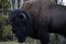 Big huge bison buffalo bull standing closeup