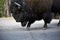 Big huge bison buffalo bull standing closeup wildlife