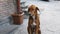 a big hungry dog sits at the entrance to the store and looks at people with hope