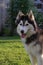 Big husky malamute in the yard