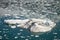 Big Iceberg Floating in Close Hubbard Glacier in Alaska