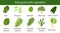 Big icon set of popular culinary green leafy vegetables, herbs. Spinach, Dandelion green, Mustard, Romaine Lettuce, kale