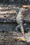 Big Iguana crossing a railroad rail