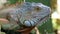 Big iguana lizard on tree, Thailand, Samui. Green iguana lizard macro.