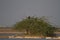 Big Imperial Eagle on babool tree in rann of kutch India