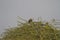 Big Imperial Eagle on babool tree in rann of kutch India