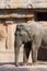 Big Indian elephant seen in profile on light background, vertical image. Grande elefante indiano visto di profilo su sfondo chiaro