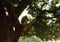 Big indian grey monkey with long tail sitting on tree and reading paper on beautiful wild asian jungle background.