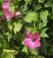 Big insect in a pink flower