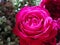 Big intense  pink  English cabbage rose