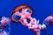 Big jellyfish, sea nettle