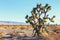 Big Joshua Tree in the Mojave Deserte, California, United States