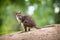 Big kangaroo portrait in forest