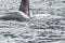 Big killer whale Orca in the sea, Kamchatka Peninsula, Russia. Close up image