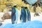 Big King penguins in Loro Parque, Tenerife, Canary Islands