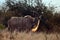 A Big Kudu Bull
