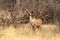 Big kudu in the savannah