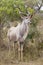 Big kudu in vertical picture