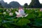 Big lake full of lotus flowers in full bloom lush green leaves and pink petals