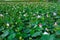 Big lake full of lotus flowers in full bloom lush green leaves and pink petals