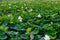 Big lake full of lotus flowers in full bloom lush green leaves and pink petals