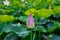 Big lake full of lotus flowers in full bloom lush green leaves and pink petals