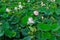 Big lake full of lotus flowers in full bloom lush green leaves and pink petals