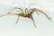 A big large male giant house spider on a white wall