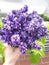 Big Lavandula violet Bouquet in hand in sunlight summer day