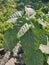 Big Leaf of Ficus Variegata & x28;Gondang& x29;